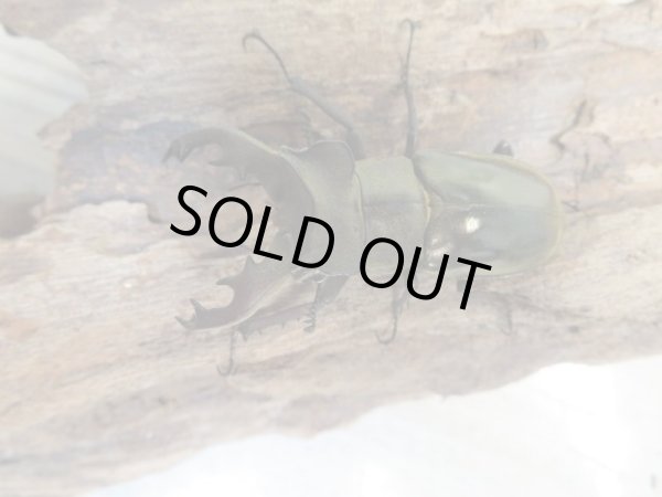 画像2: ☆24年種親用☆ウェムケンミヤマクワガタ♂50ミリ♀37ミリペア販売!! (2)