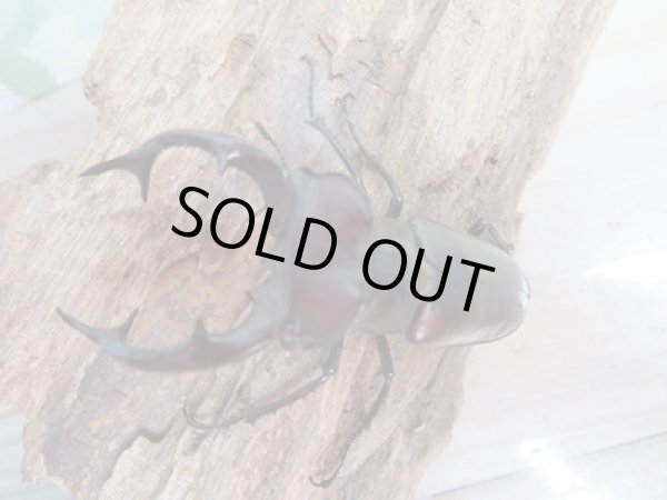 画像2: ☆24年種親用☆エラフスミヤマクワガタ♂62.5ミリ♀33ミリペア販売！！ (2)