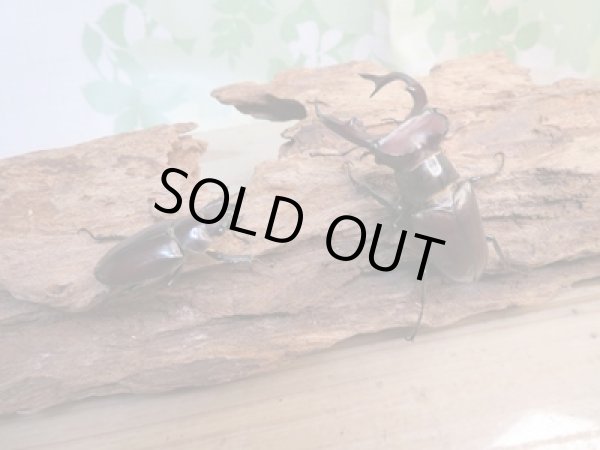 画像5: ☆24年種親用☆エラフスミヤマクワガタ♂62.5ミリ♀33ミリペア販売！！ (5)