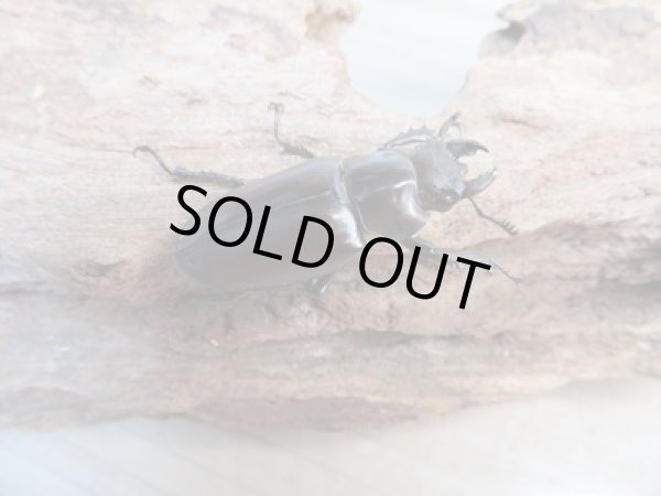 画像4: ☆24年種親用☆エラフスミヤマクワガタ♂62.5ミリ♀33ミリペア販売！！ (4)