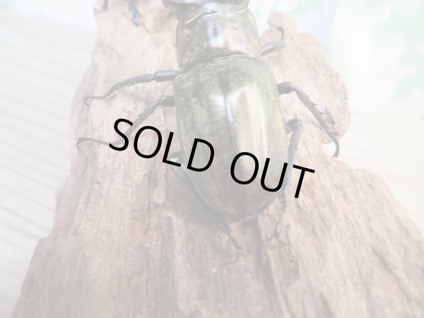 画像3: ☆24年種親用☆ミシュミミヤマクワガタ♂60ミリ♀44ミリペア販売！！ (3)