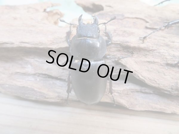 画像4: ☆24年種親用☆ヨーロッパミヤマクワガタ（ケルブス）♂74ミリ♀43ミリペア販売！！ (4)