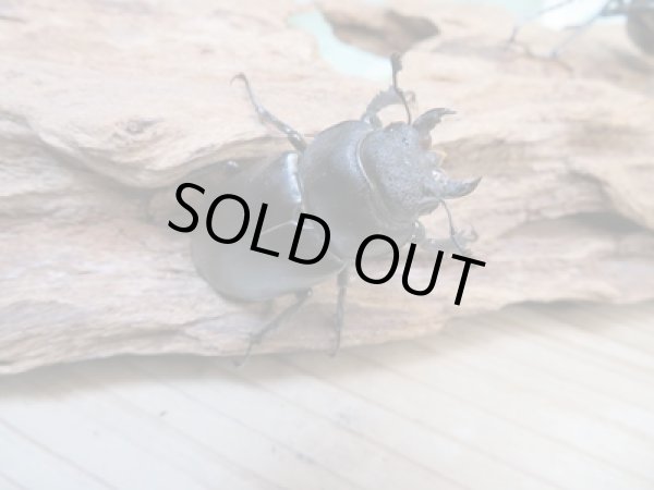 画像4: ☆24年種親用☆ヨーロッパミヤマクワガタ（ケルブス）♂76ミリ♀45ミリペア販売！！ (4)