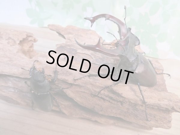 画像5: ☆24年種親用☆ヨーロッパミヤマクワガタ（ケルブス）♂74ミリ♀43ミリペア販売！！ (5)