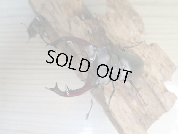 画像2: ☆24年種親用☆ヨーロッパミヤマクワガタ（ケルブス）♂76ミリ♀45ミリペア販売！！ (2)