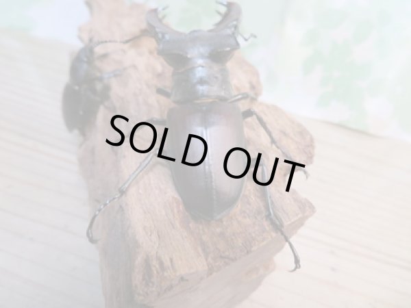 画像3: ☆24年種親用☆ヨーロッパミヤマクワガタ（ケルブス）♂74ミリ♀43ミリペア販売！！ (3)