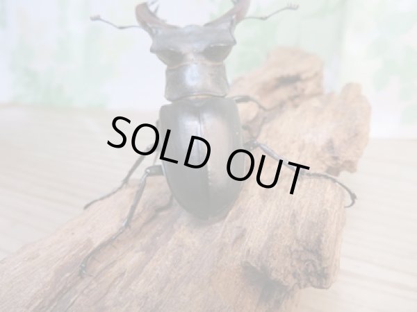 画像3: ☆24年種親用☆ヨーロッパミヤマクワガタ（ケルブス）♂76ミリ♀45ミリペア販売！！ (3)