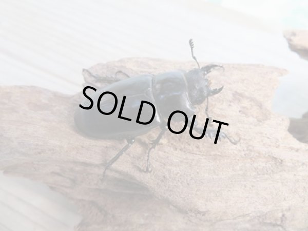 画像4: ☆24年種親用☆ユダイクスミヤマクワガタ♂79ミリ♀42ミリペア販売!! (4)