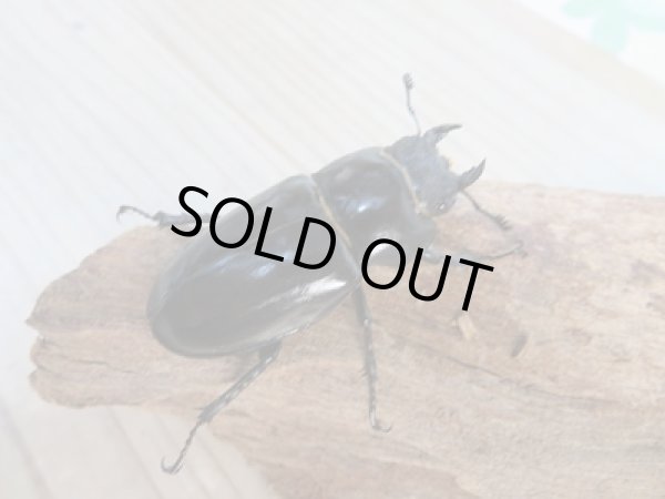 画像4: ☆24年種親用☆ユダイクスミヤマクワガタ♂85ミリ♀47ミリペア販売！！ (4)