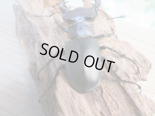 画像3: ☆24年種親用☆ユダイクスミヤマクワガタ♂79ミリ♀42ミリペア販売!! (3)