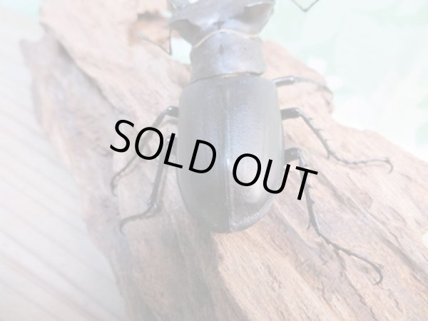 画像3: ☆24年種親用☆ユダイクスミヤマクワガタ♂85ミリ♀47ミリペア販売！！ (3)