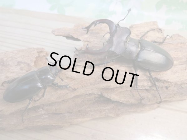 画像5: ☆24年種親用☆ユダイクスミヤマクワガタ♂79ミリ♀42ミリペア販売!! (5)