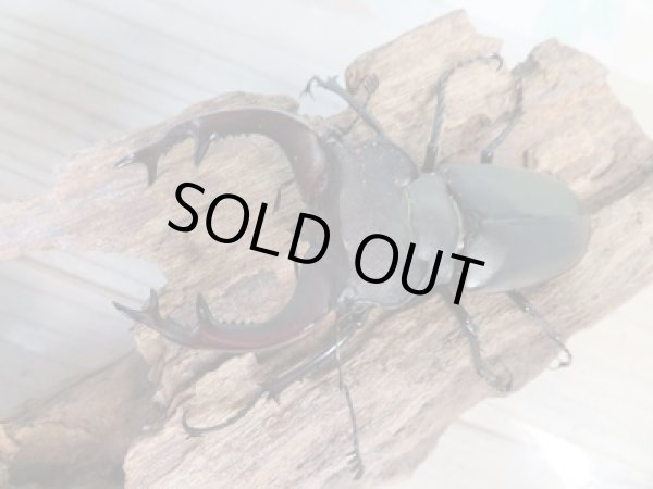 画像2: ☆24年種親用☆ユダイクスミヤマクワガタ♂79ミリ♀42ミリペア販売!! (2)