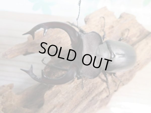 画像2: ☆24年種親用☆ユダイクスミヤマクワガタ♂85ミリ♀47ミリペア販売！！ (2)