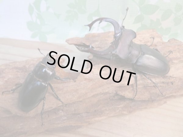 画像5: ☆24年種親用☆ユダイクスミヤマクワガタ♂85ミリ♀47ミリペア販売！！ (5)