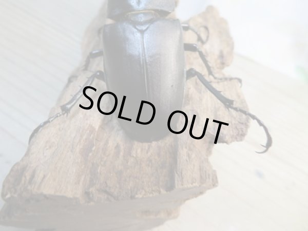 画像3: ☆24年種親用☆アクベシアヌスミヤマクワガタ♂85ミリ♀44ミリペア販売！！ (3)