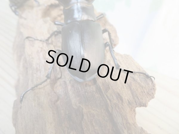 画像3: ☆24年種親用☆アクベシアヌスミヤマクワガタ♂90ミリ♀47ミリペア販売!! (3)