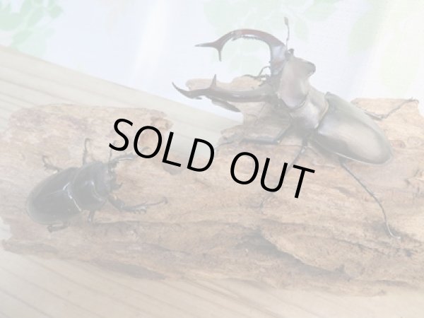 画像5: ☆24年種親用☆アクベシアヌスミヤマクワガタ♂90ミリ♀47ミリペア販売!! (5)