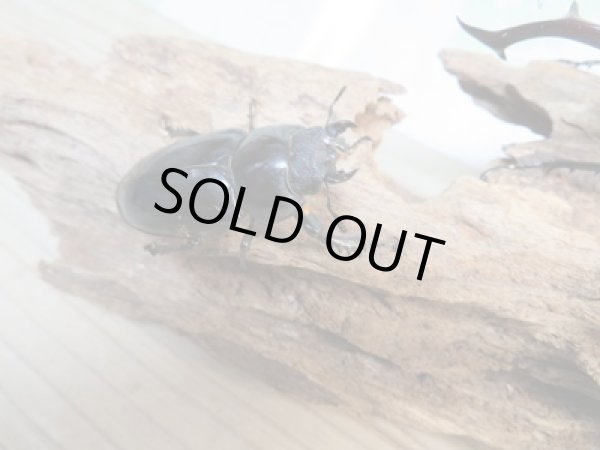 画像4: ☆24年種親用☆アクベシアヌスミヤマクワガタ♂90ミリ♀47ミリペア販売!! (4)