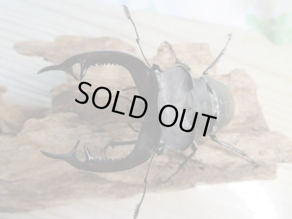 画像2: ☆24年種親用☆アクベシアヌスミヤマクワガタ♂85ミリ♀44ミリペア販売！！ (2)