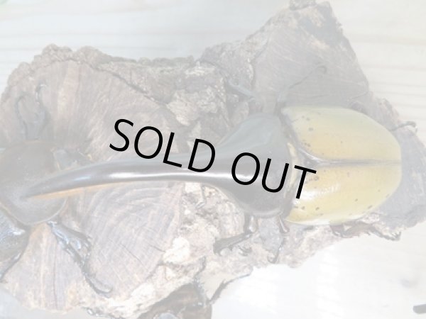 画像2: ☆新成虫☆D.H.エクアトリアヌス♂110ミリ♀67ミリペア+♀63ミリ計3頭トリオ販売!! (2)