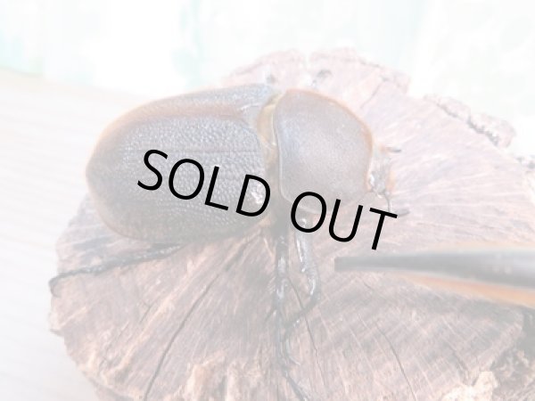 画像4: ☆新成虫☆D.H.エクアトリアヌス♂110ミリ♀67ミリペア+♀63ミリ計3頭トリオ販売!! (4)