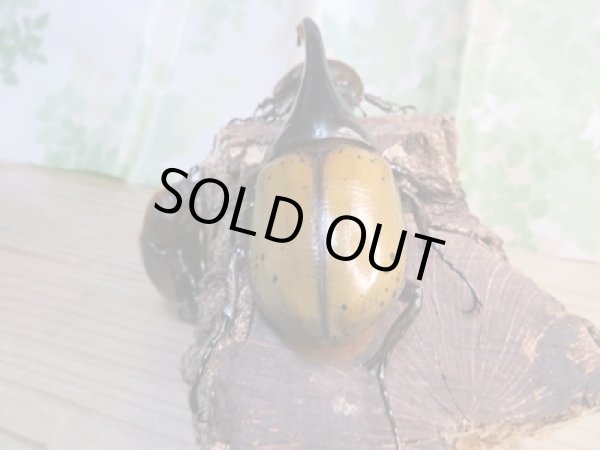 画像3: ☆新成虫☆D.H.エクアトリアヌス♂110ミリ♀67ミリペア+♀63ミリ計3頭トリオ販売!! (3)