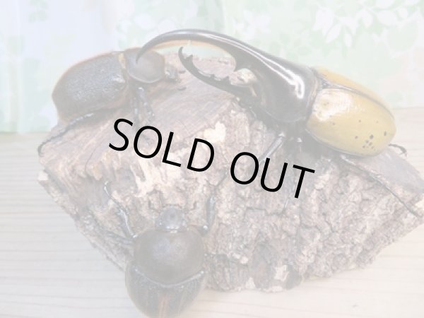 画像6: ☆新成虫☆D.H.エクアトリアヌス♂110ミリ♀67ミリペア+♀63ミリ計3頭トリオ販売!! (6)