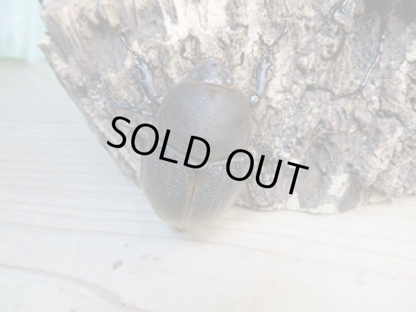 画像5: ☆新成虫☆D.H.エクアトリアヌス♂110ミリ♀67ミリペア+♀63ミリ計3頭トリオ販売!! (5)