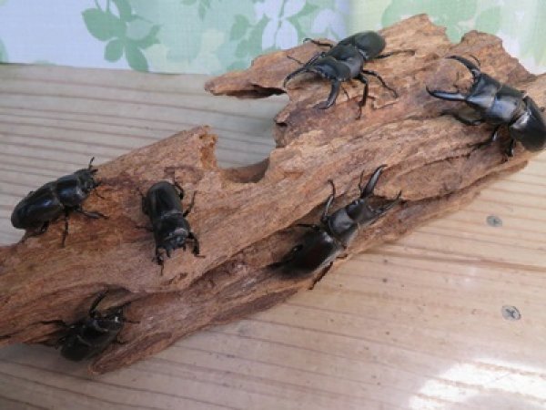 画像5: 新成虫☆F8☆チョウセンヒラタクワガタ(亜種アカホリ)♂48ミリ♀フリーサイズ全3ペア販売!! (5)