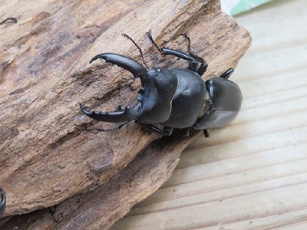 画像3: 新成虫☆F8☆チョウセンヒラタクワガタ(亜種アカホリ)♂48ミリ♀フリーサイズ全3ペア販売!! (3)