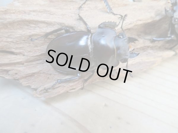 画像5: ☆新成虫☆ヤエヤママルバネクワガタ♂50ミリ〜51ミリ♀43ミリ全2ペア販売!! (5)