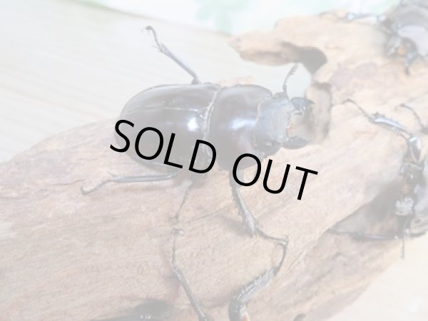 画像4: ☆新成虫☆ヤエヤママルバネクワガタ♂50ミリ〜51ミリ♀43ミリ全2ペア販売!! (4)