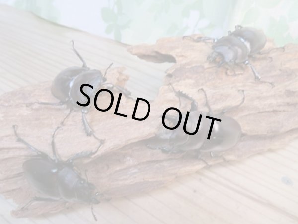 画像6: ☆新成虫☆ヤエヤママルバネクワガタ♂50ミリ〜51ミリ♀43ミリ全2ペア販売!! (6)