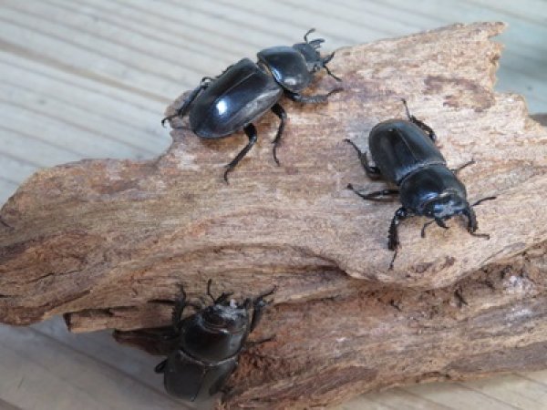 画像4: 新成虫☆F8☆チョウセンヒラタクワガタ(亜種アカホリ)♂48ミリ♀フリーサイズ全3ペア販売!! (4)