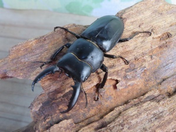 画像2: 新成虫☆F8☆チョウセンヒラタクワガタ(亜種アカホリ)♂48ミリ♀フリーサイズ全3ペア販売!! (2)