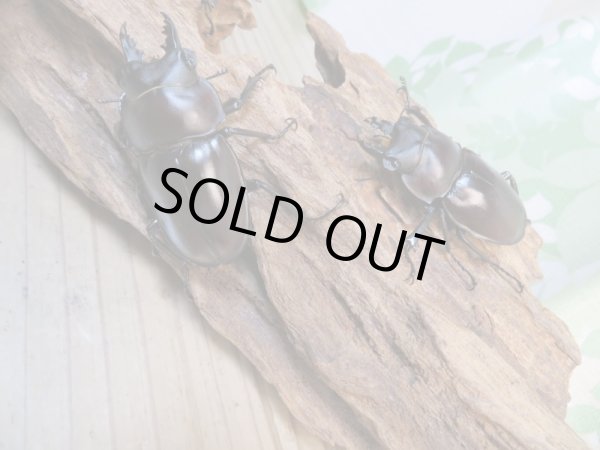 画像3: ☆新成虫☆ヤエヤママルバネクワガタ♂50ミリ〜51ミリ♀43ミリ全2ペア販売!! (3)