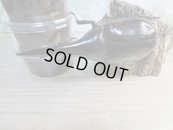 画像2: ★超有名極太極短血統★D・H・ヘラクレス初二令幼虫3頭セット販売!! (2)