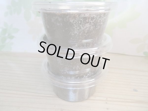 画像3: ★超有名極太極短血統★D・H・ヘラクレス初二令幼虫3頭セット販売!! (3)