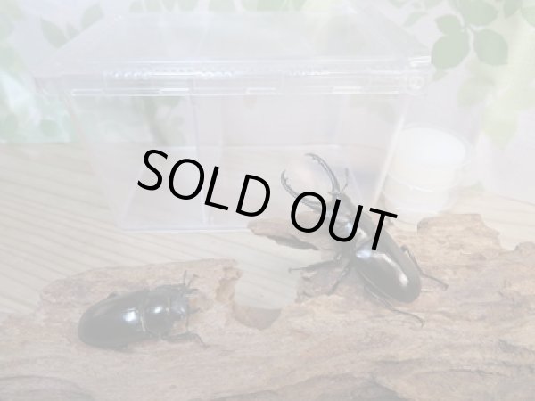 画像3: ⭐ウィンターセール⭐新成虫!ギラファノコギリクワガタ(亜種ティモレンシス)♂55ミリ〜70ミリ♀35ミリ〜45ミリペア販売!! (3)