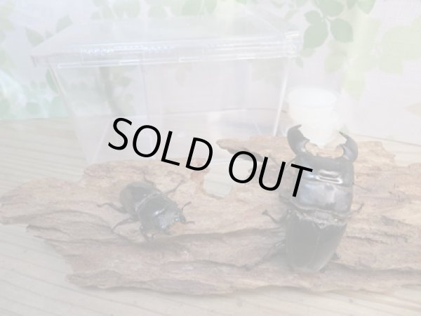 画像3: ⭐ウィンターセール⭐新成虫！スマトラオオヒラタクワガタ♂65ミリ〜80ミリ♀40ミリ〜45ミリペア販売！！ (3)