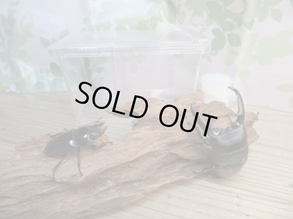 画像3: ⭐ウィンターセール⭐新成虫!パラワンオオヒラタクワガタ♂85ミリ〜90ミリ♀45ミリ〜50ミリペア販売!! (3)