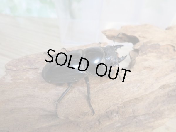 画像2: ⭐ウィンターセール⭐新成虫!パラワンオオヒラタクワガタ♂85ミリ〜90ミリ♀45ミリ〜50ミリペア販売!! (2)