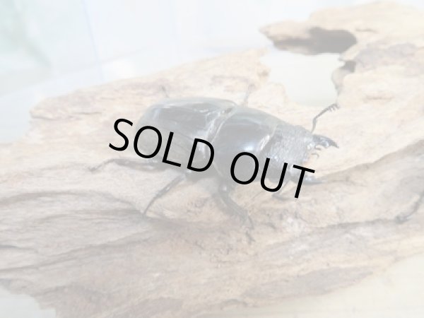 画像2: ⭐ウィンターセール⭐新成虫！スマトラオオヒラタクワガタ♂65ミリ〜80ミリ♀40ミリ〜45ミリペア販売！！ (2)