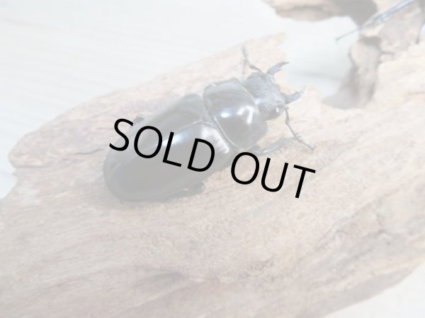 画像2: ⭐ウィンターセール⭐新成虫!ギラファノコギリクワガタ(亜種ティモレンシス)♂55ミリ〜70ミリ♀35ミリ〜45ミリペア販売!! (2)