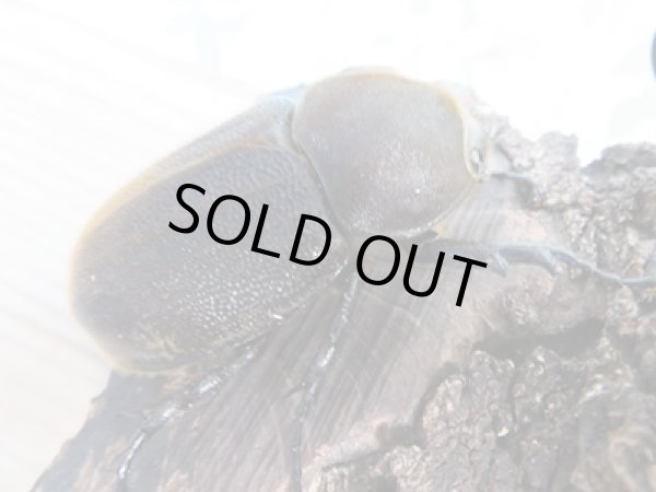 画像4: ☆美麗新成虫☆D.H.ヘラクレス♂138ミリ♀フリーサイズ別血統ペア販売!! (4)