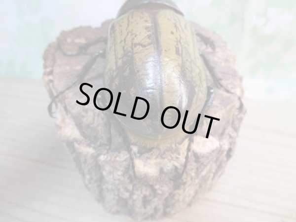 画像3: ☆新成虫☆D.H.ヘラクレス♂108ミリ♀フリーサイズ別血統ペア販売!! (3)