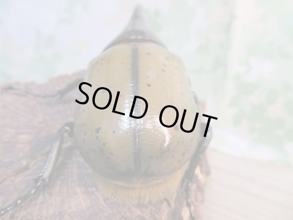 画像3: ☆美麗新成虫☆D.H.ヘラクレス♂138ミリ♀フリーサイズ別血統ペア販売!! (3)