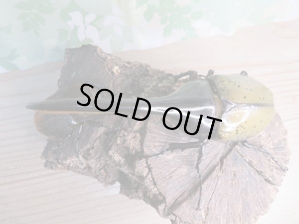 画像2: ☆美麗新成虫☆D.H.ヘラクレス♂138ミリ♀フリーサイズ別血統ペア販売!! (2)