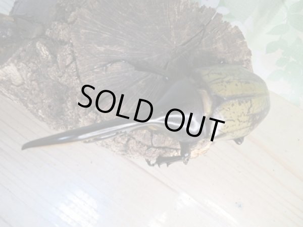 画像2: ☆新成虫☆D.H.ヘラクレス♂108ミリ♀フリーサイズ別血統ペア販売!! (2)